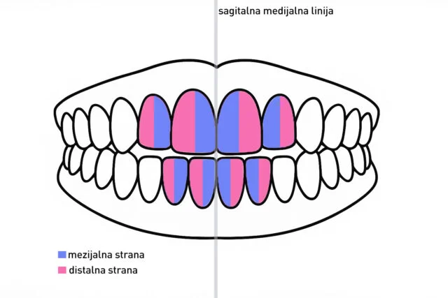 sagitalna linija vogdent